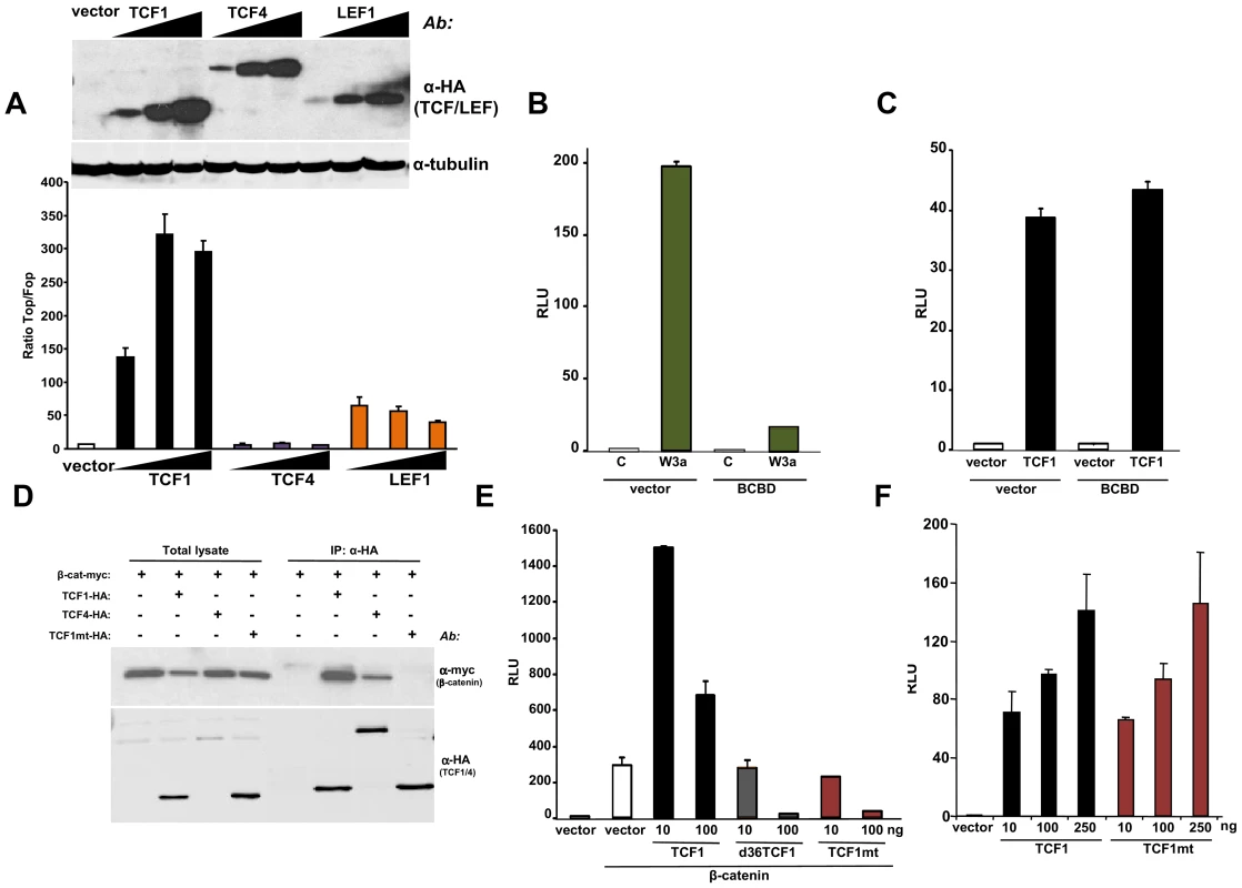 β-catenin-independent transcriptional activity of TCF1/LEF1 factors.