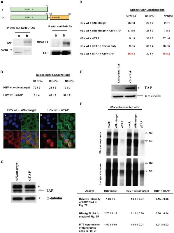 Specific physical and functional interactions between a cellular TAP protein and HBc ARD were shown by experiments of co-immunoprecipitation, si-RNA treatment, and cotransfection with a CMV-TAP expression vector.