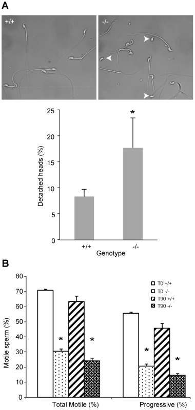<i>DefbΔ9/DefbΔ9</i> male mice have more fragile sperm with reduced motility.