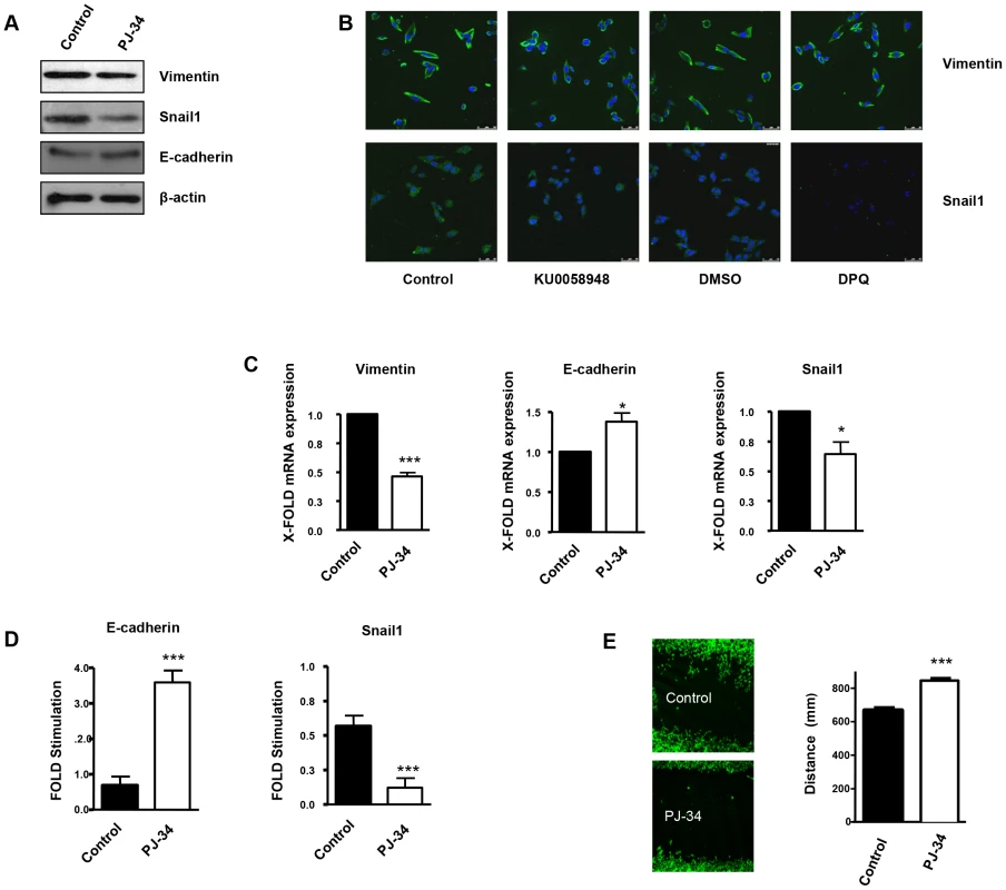 PARP inhibition inhibits the acquisition of an EMT phenotype in malignant melanoma cells.