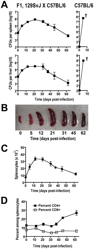 Tempo of persistent <i>Salmonella</i> infection in F1 129SvJ X C57BL/6 mice.