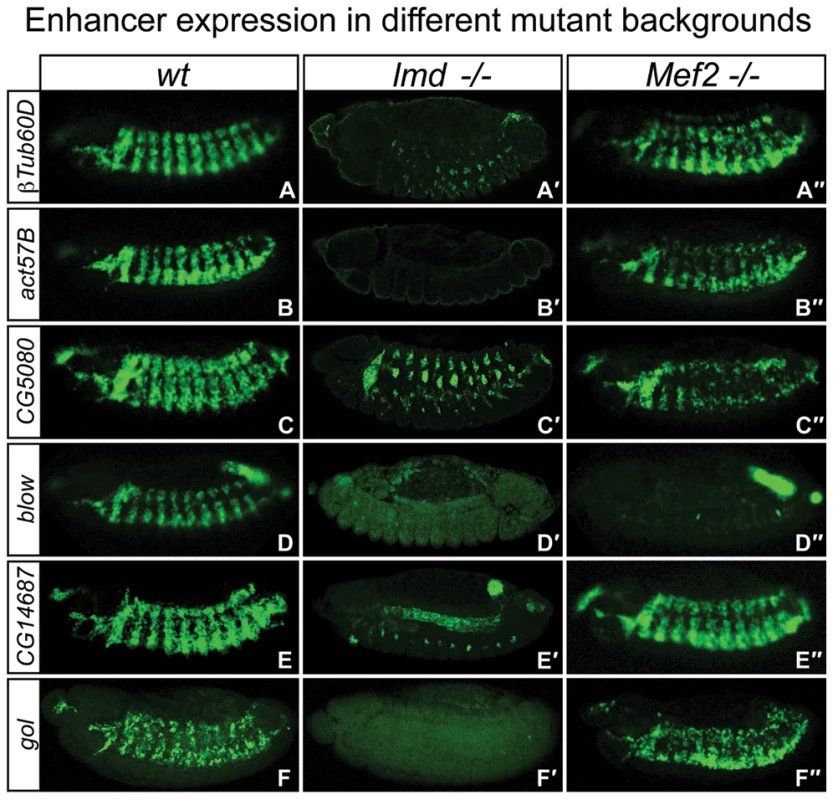 Shared enhancers have differential requirements for Mef2 and Lmd <i>in vivo</i>.