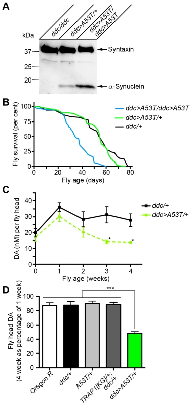[A53T]α-Synuclein expression in fly heads results in age-dependent loss of DA.