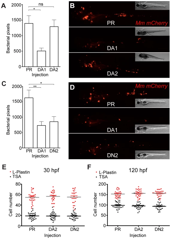 Hif-2α has opposing effects on bacterial burden than Hif-1α.