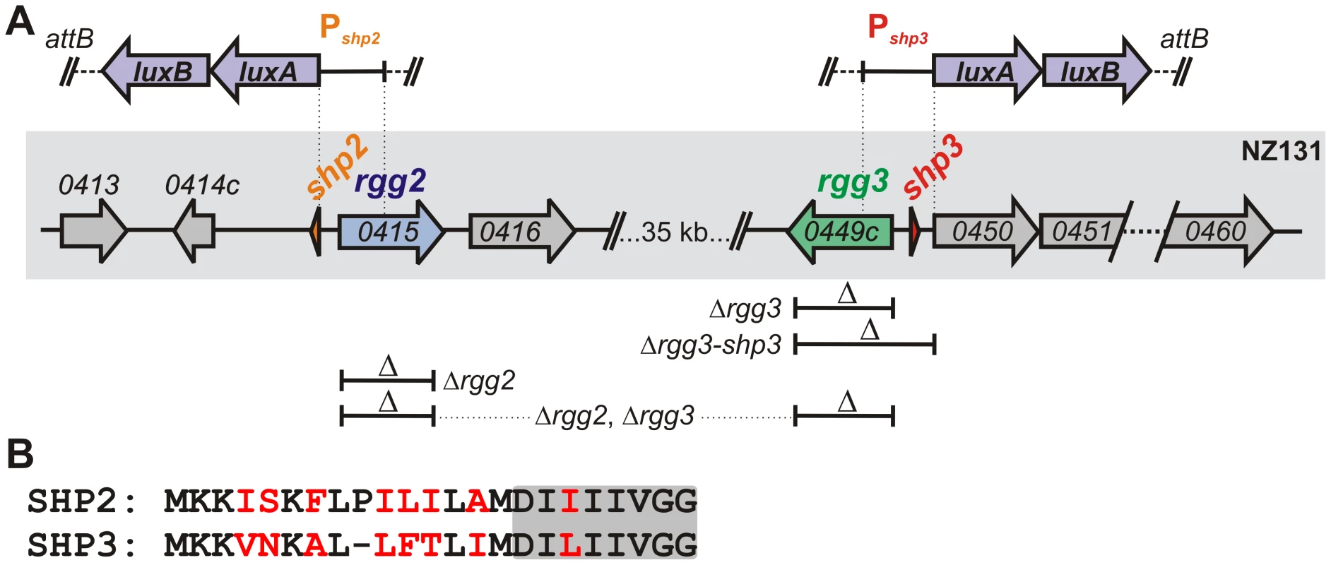Rgg regulators in the <i>S. pyogenes</i> NZ131 genome.