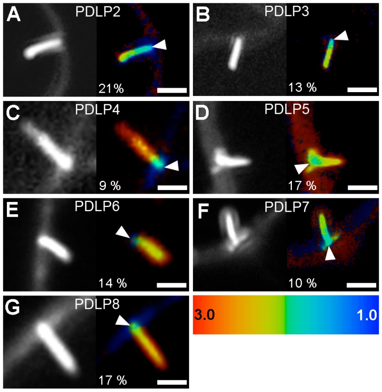 PDLPs collectively interact with GFLV 2B.