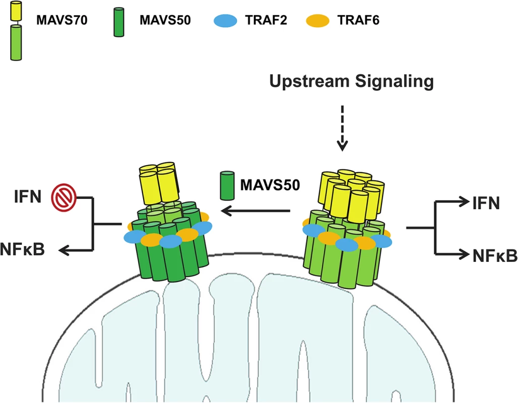A hypothetical model on MAVS50 in modulating MAVS70-dependent signaling.