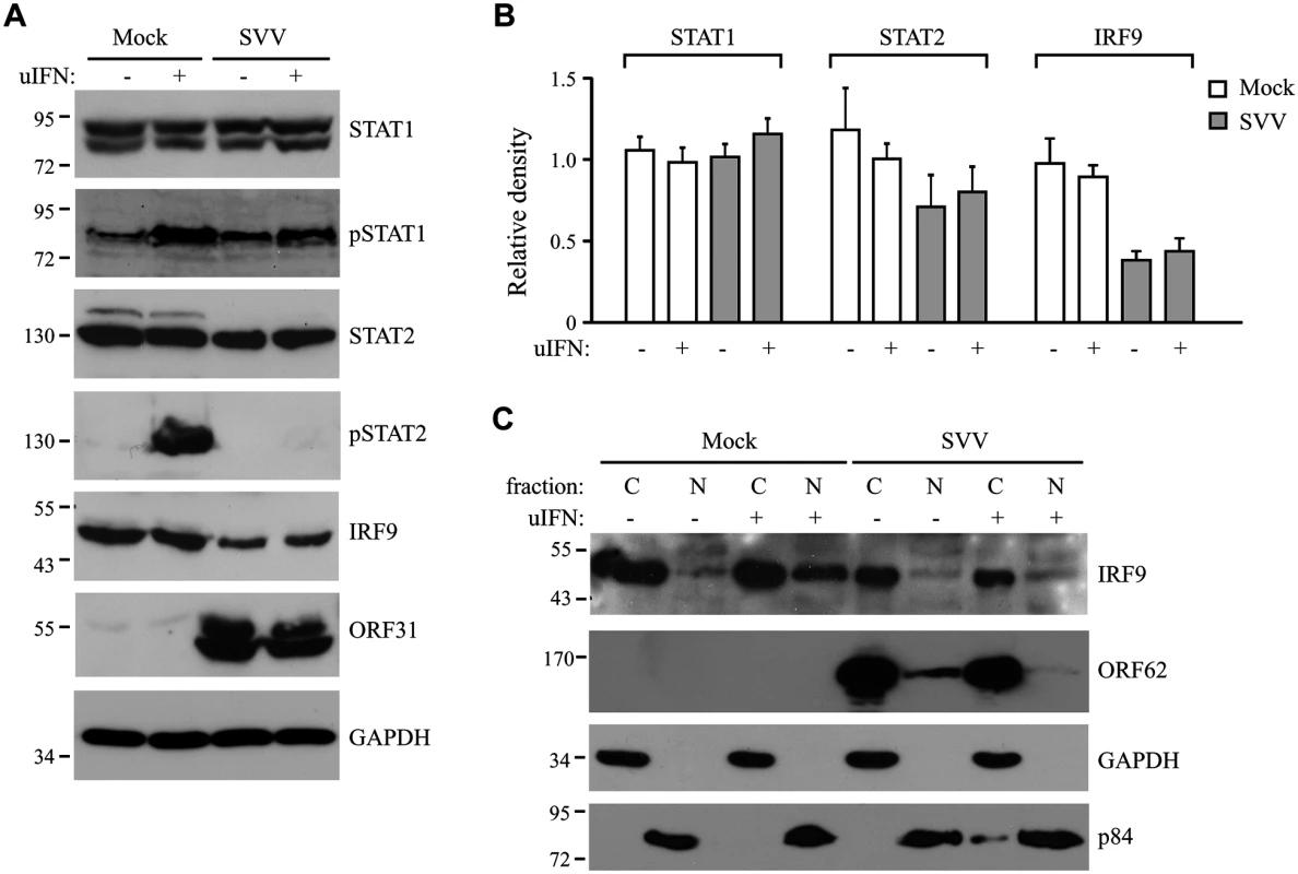 SVV prevents IFN-mediated phosphorylation of STAT2 and reduces expression levels of STAT2 and IRF9.