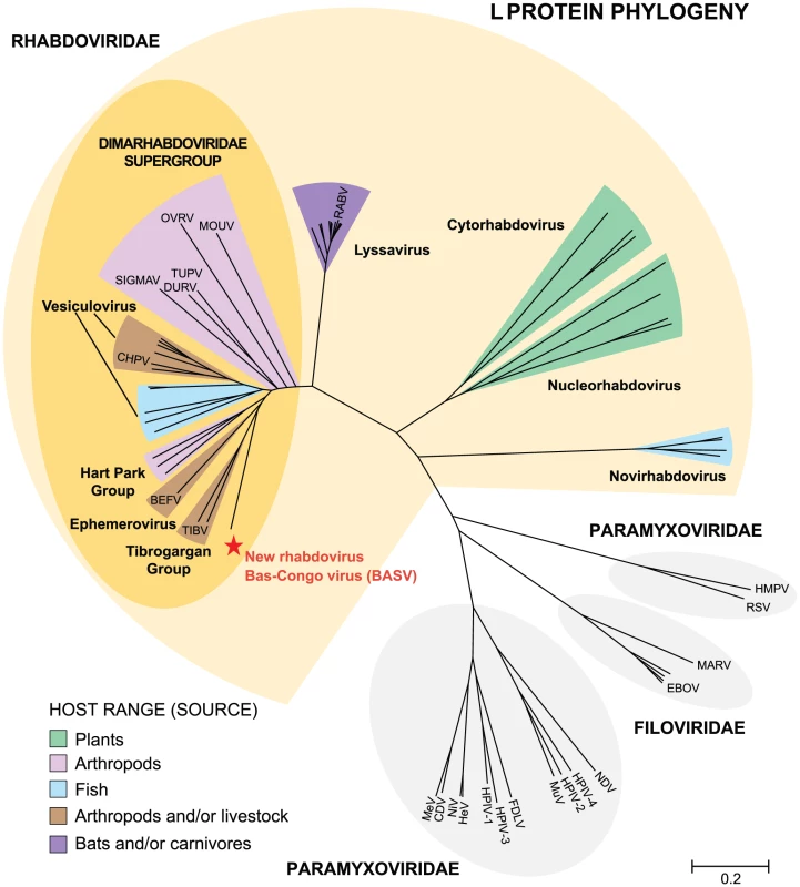 Phylogenetic analysis of the L proteins of BASV and other viruses in the order <i>Mononegavirales</i>.