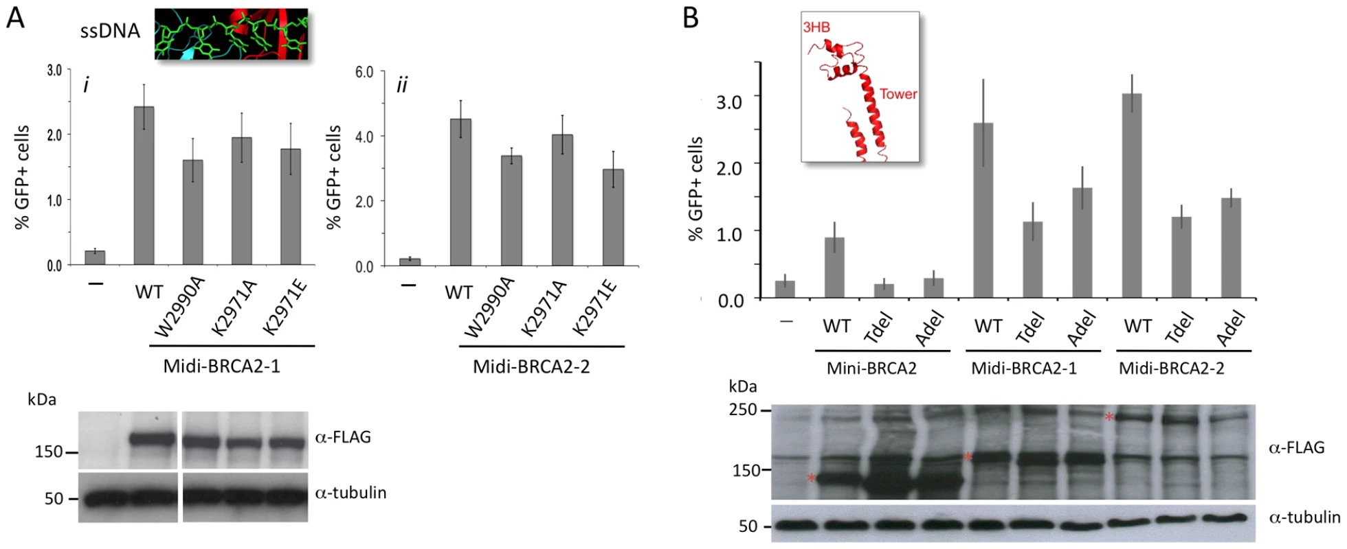 Interaction with PALB2 partially compensates for mutations in the DNA binding domain.