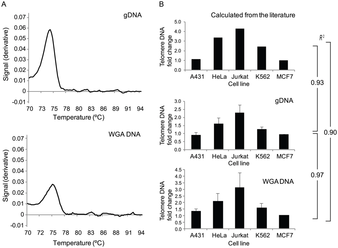 Valdiation of a novel assay for telomere DNA relative quantitation from limited amounts of starting material.