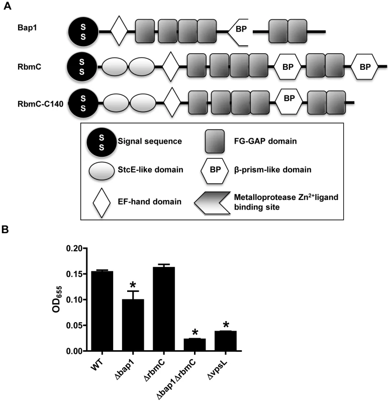 Bap1 and RbmC perform redundant functions in biofilm formation.