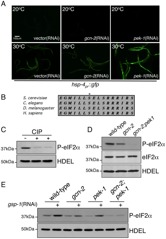 Knockdown of GCN-2 and GSP-1 Modulates eIF2α Phosphorylation Status and Mitochondrial Protein Homeostasis.