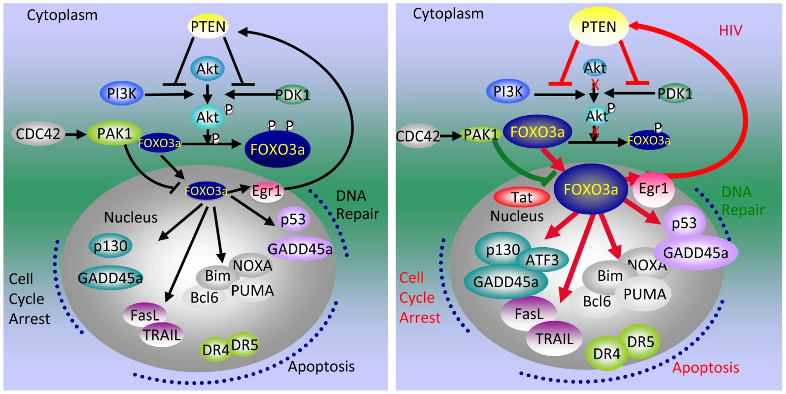 Tat-mediated alteration of apoptotic pathways regulated by FOXO3a.