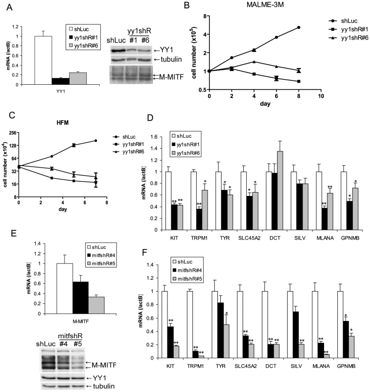 YY1 is required for melanocyte survival and the expression of melanocyte differentiation markers in vitro.
