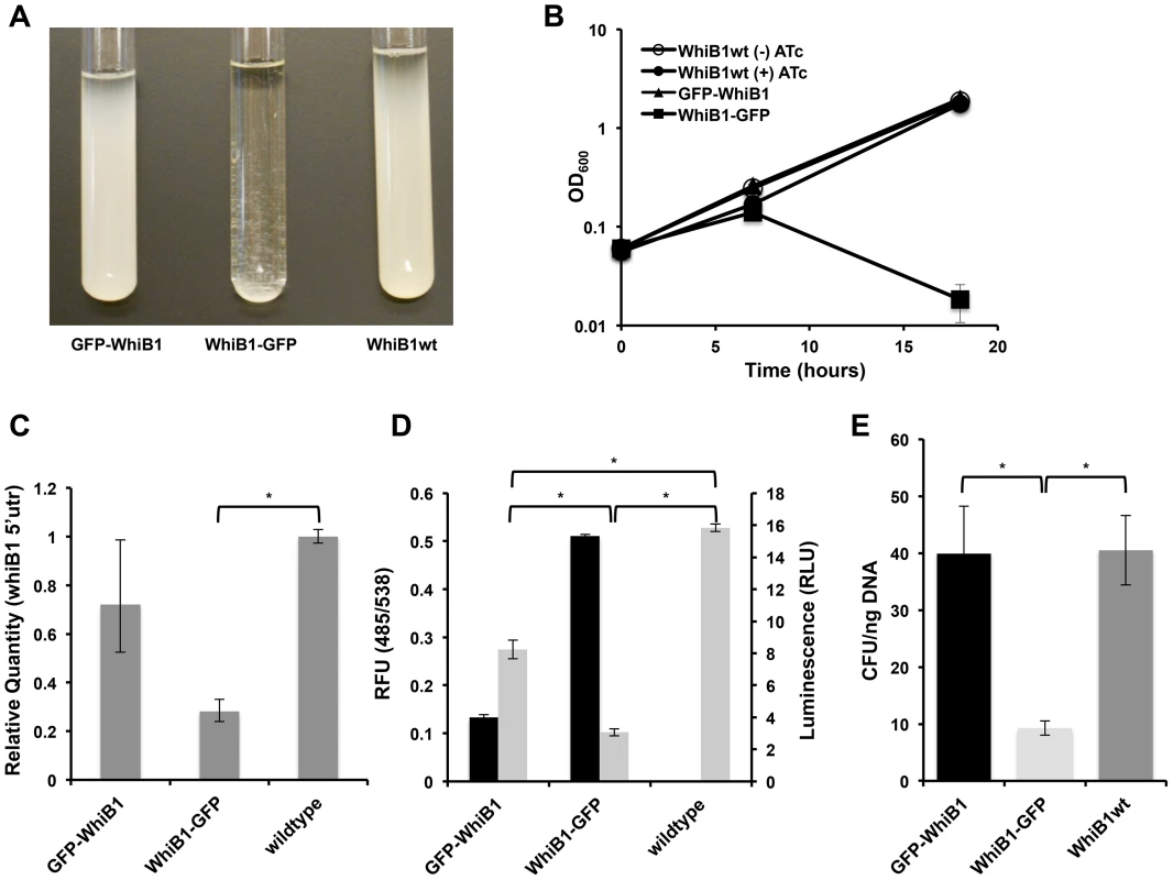 Blocking Clp-dependent degradation of WhiB1 is toxic in mycobacteria.