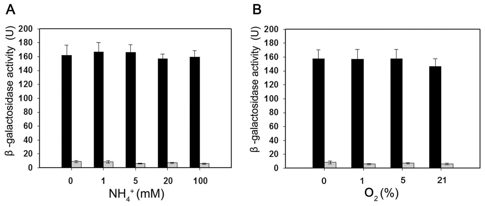 Expression of the <i>Paenibacillus</i> sp. WLY78 P<i>nif</i>B::lacZ promoter fusion is constitutive in <i>E. coli</i>.