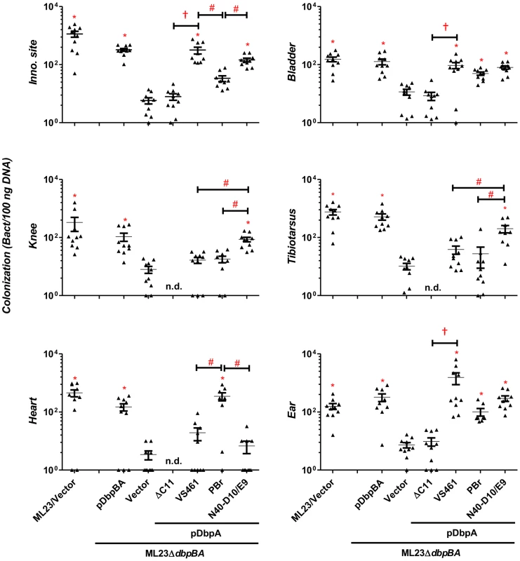 DbpA variants promote distinct <i>B. burgdorferi</i> tissue colonization profiles at 28 days post-infection.