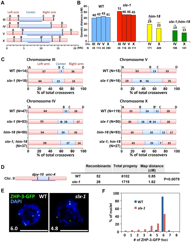 SLX-1 promotes the regulation of crossover distribution but not crossover frequency.