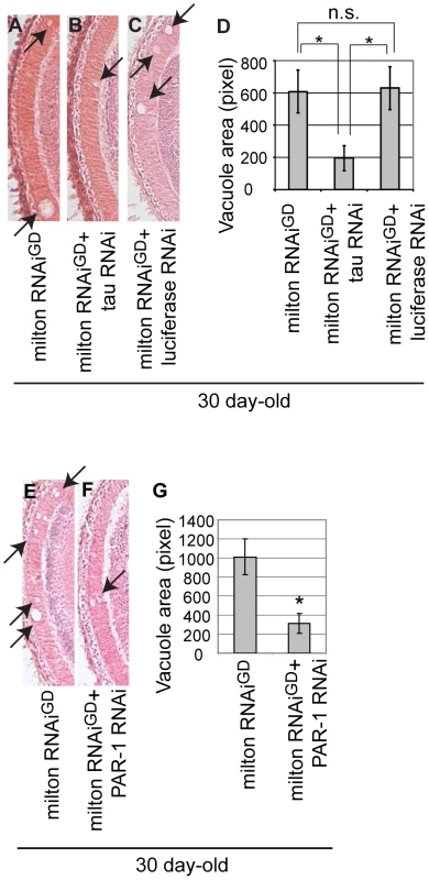 RNAi–mediated knockdown of <i>Drosophila</i> tau or PAR-1 suppresses milton knockdown-induced neurodegeneration.