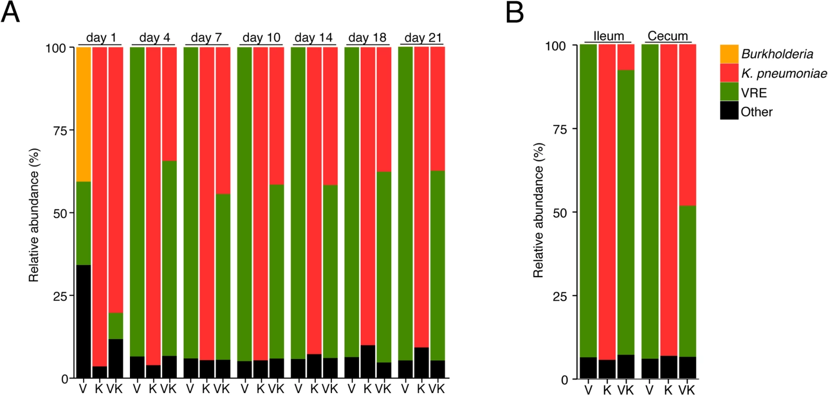 <i>K</i>. <i>pneumoniae</i> and VRE achieve similar densities in the large intestine of co-colonized mice.