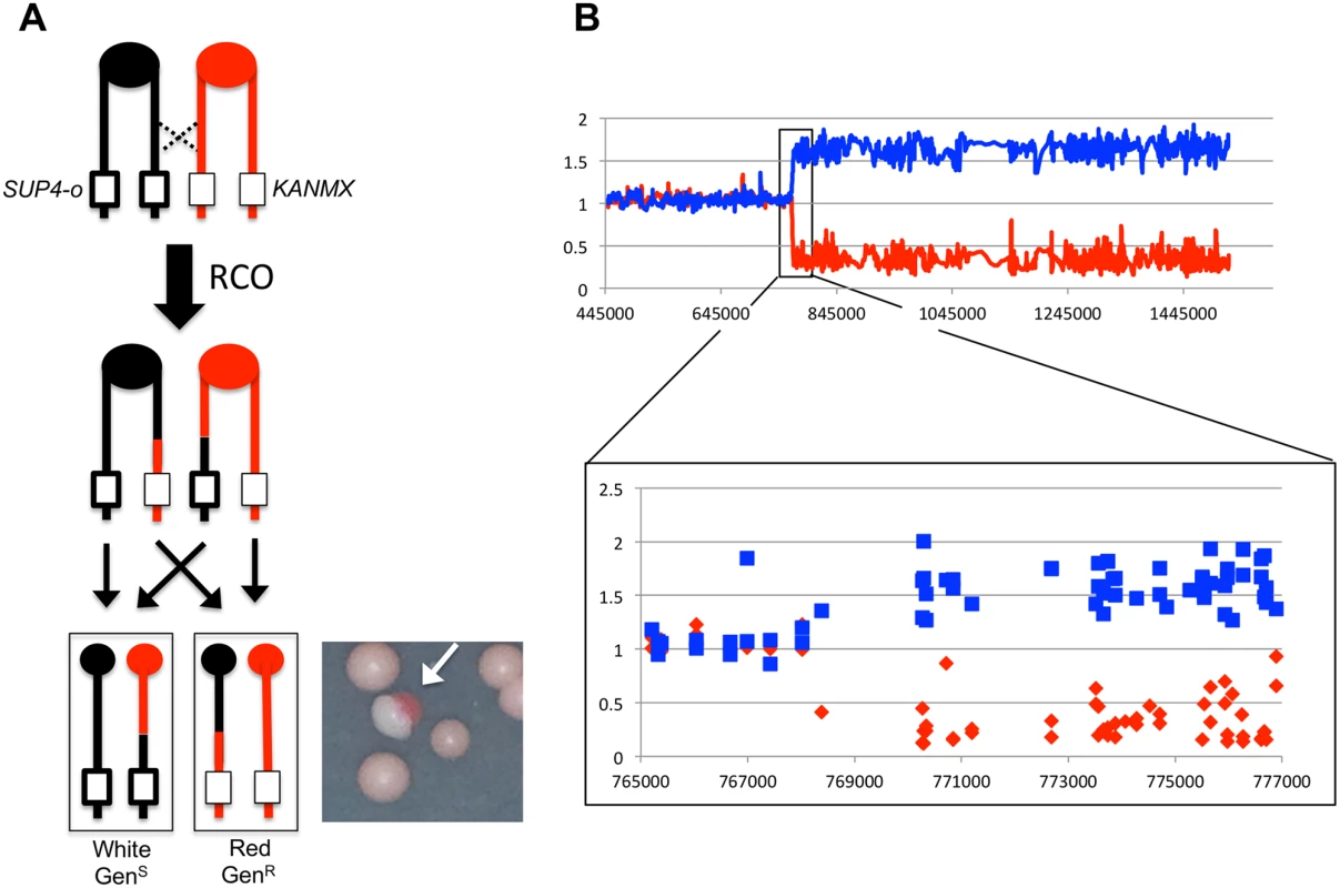 Detecting and characterizing RCOs on chromosome IV.