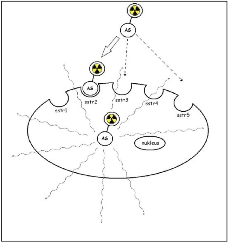 Schematicky zobrazen princip somatostatinové receptorové scintigrafie. Analog somatostatinu (AS) označený radionuklidem je vázán na membránový receptor, internalizován a vnášen do buňky. Upraveno podle E. Van Cutsema &lt;sup&gt;9&lt;/sup&gt;.