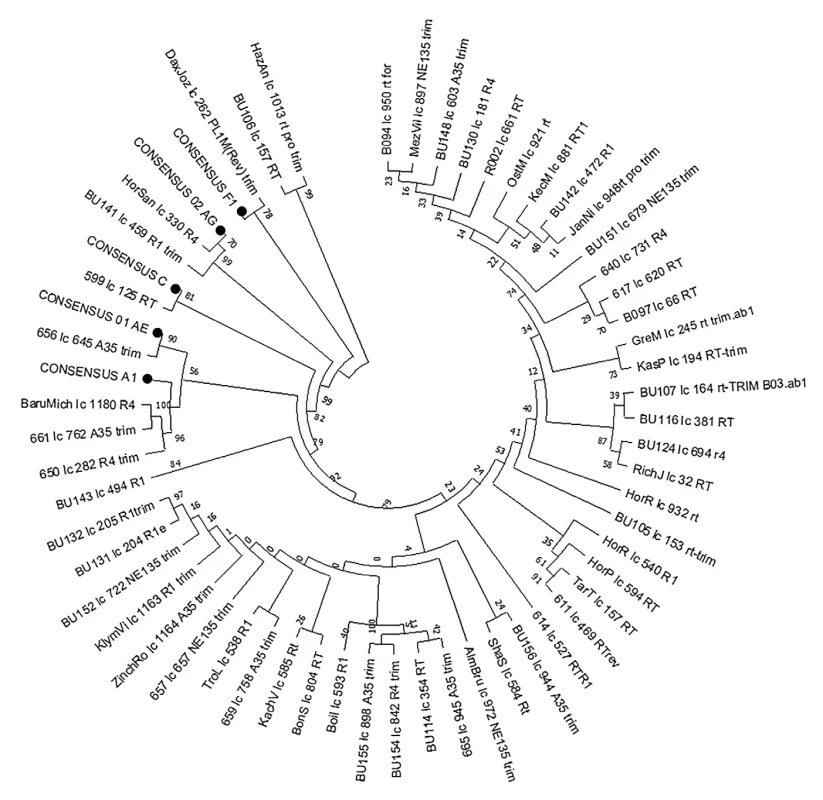 RT region-based phylogenetic tree of HIV-1 non-B subtype isolates