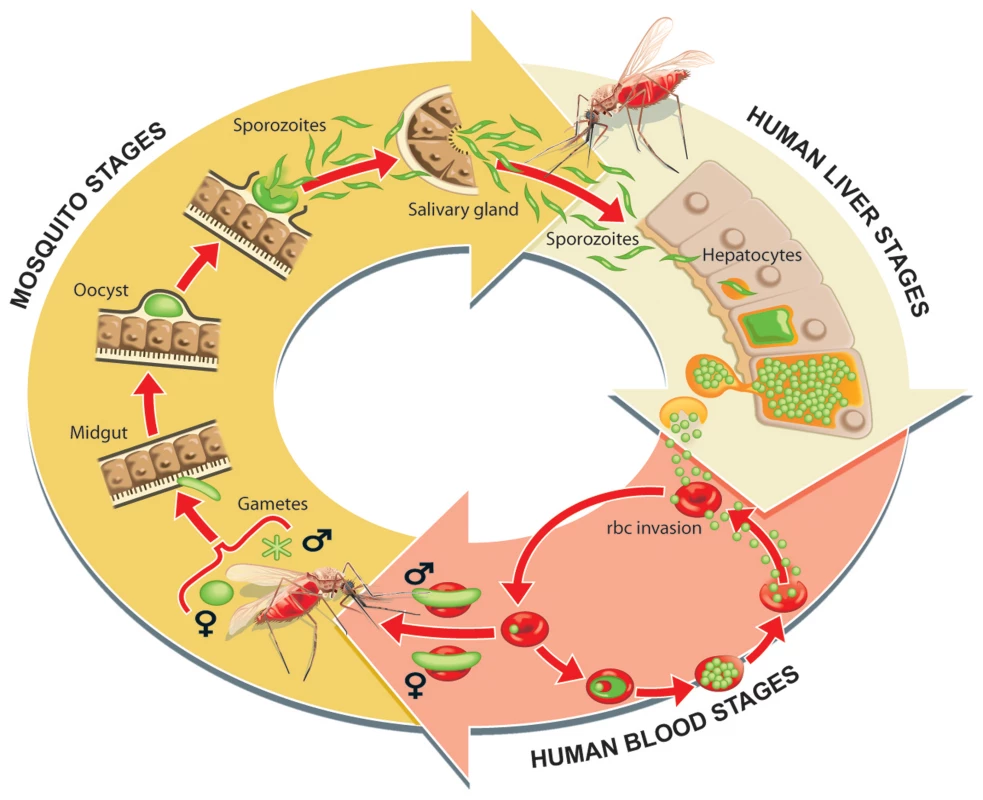 Parasite life cycle in the human host and mosquito vector.