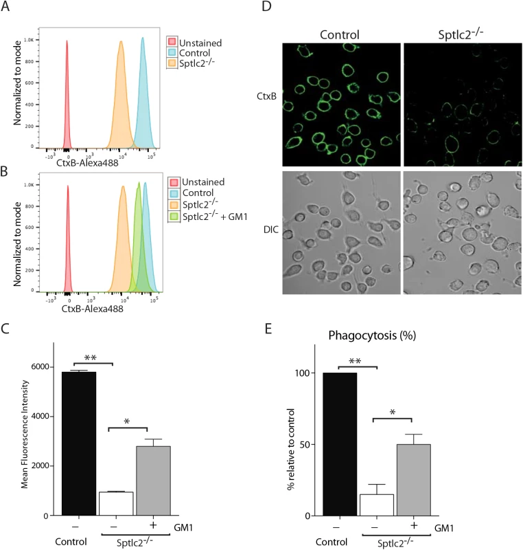 Exogenous addition of GM1 restores the phagocytic ability of Sptlc2<sup>-/-</sup> DC2.4 cells.