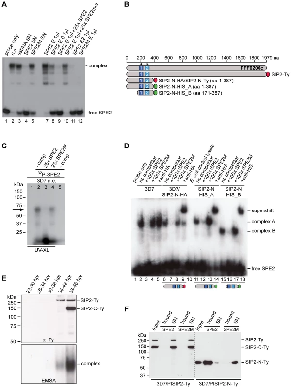 Identification of the ApiAP2 protein PfSIP2 as the SPE2-interacting protein.