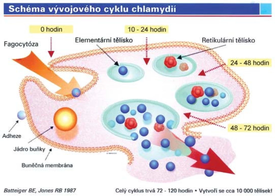 Schéma vývojového cyklu chlamydií.