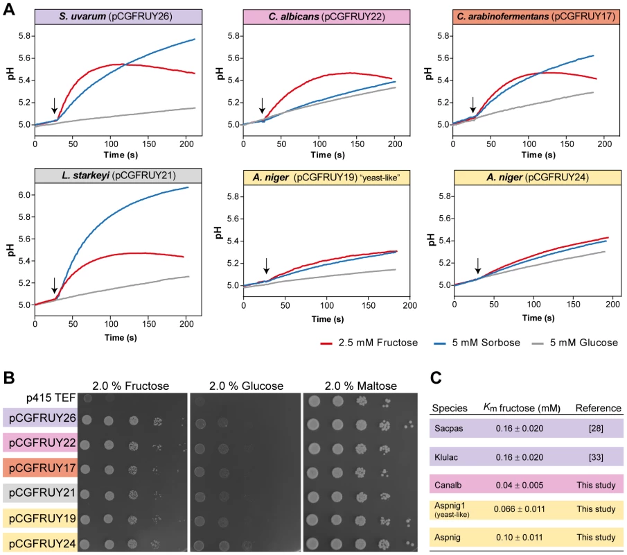 Conservation of Fsy1 function across a broad phylogenetic range.