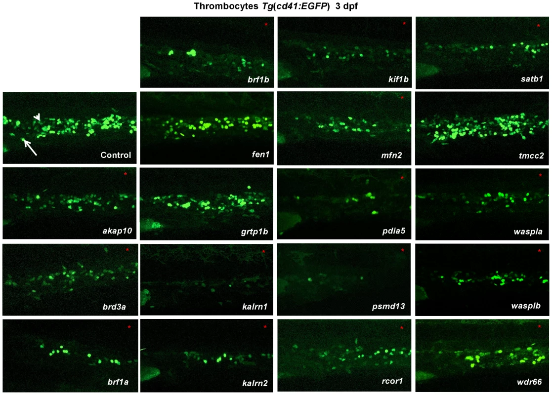 <i>In vivo</i> morpholino screen in zebrafish identifies 15 new regulators of thrombopoiesis.