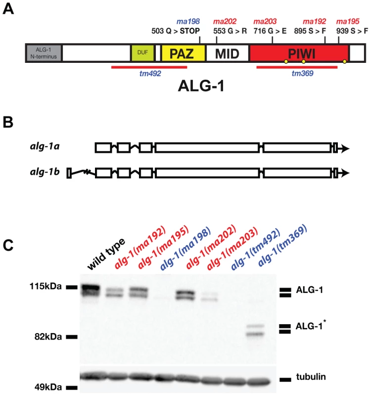 Four of five newly isolated <i>alg-1</i> alleles carry missense mutations.