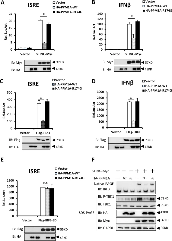 Overexpression of PPM1A inhibits STING-mediated antiviral signaling.