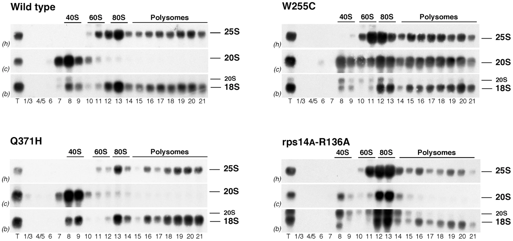 20S pre-rRNA containing 40S subunits get incorporated into polysomes in <i>rpl3</i>[W255C] cells.