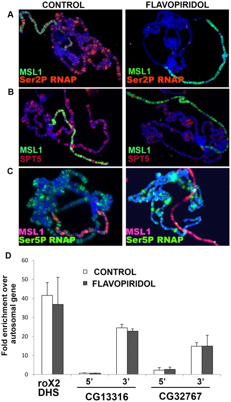 MSL complex binding to X-chromosome is not dependent on actively elongating RNA polymerase.