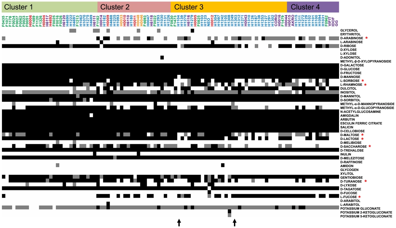 API 50CH fermentative profile of <i>L. rhamnosus</i> strains.