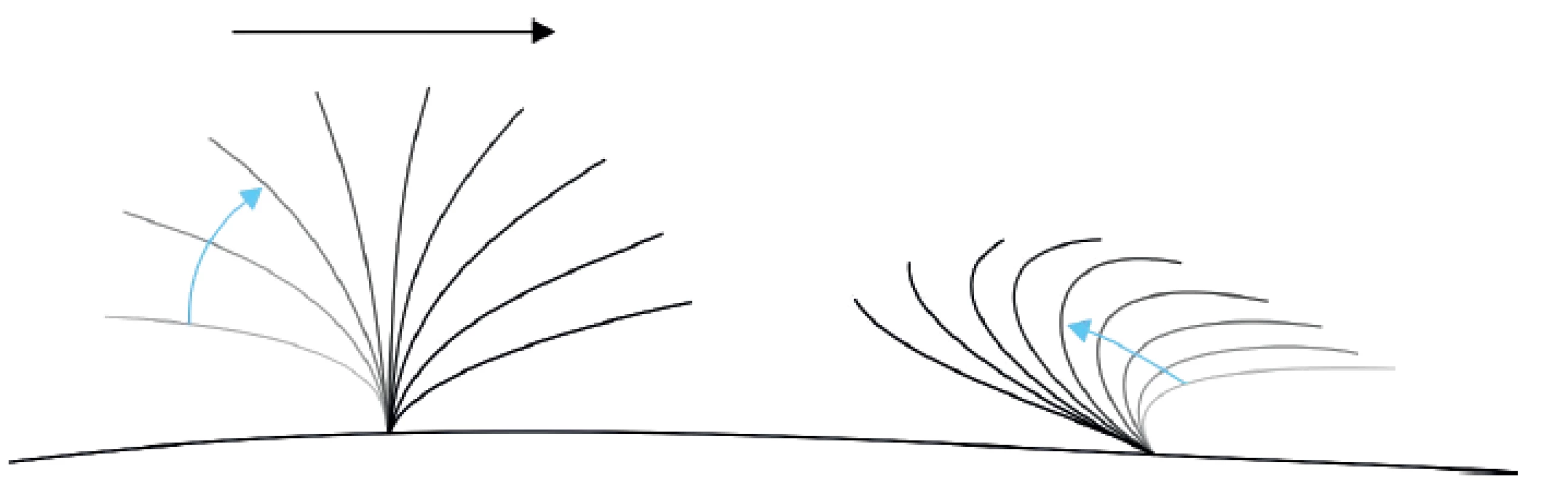 Schéma typického pohybu řasinky v respiračním epitelu, vlevo forward stroke, vpravo backward sweep, hlen je posouván doprava.
Fig. 1. Schema of a typical motion of cilia in the respiratory epithelium, forward stroke on the left, backward sweep on the right, mucus is moved to the right.