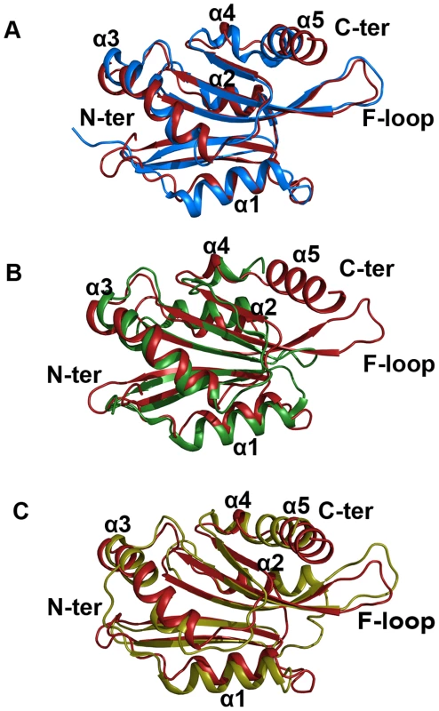 Superimposed images of EhCoactosin (red) with (A) human CLP (blue) RMSD = 1.56 Å, (B) PfADF1 (green) RMSD = 2.0 Å and (C) PfADF2 (yellow) RMSD = 2.13 Å.