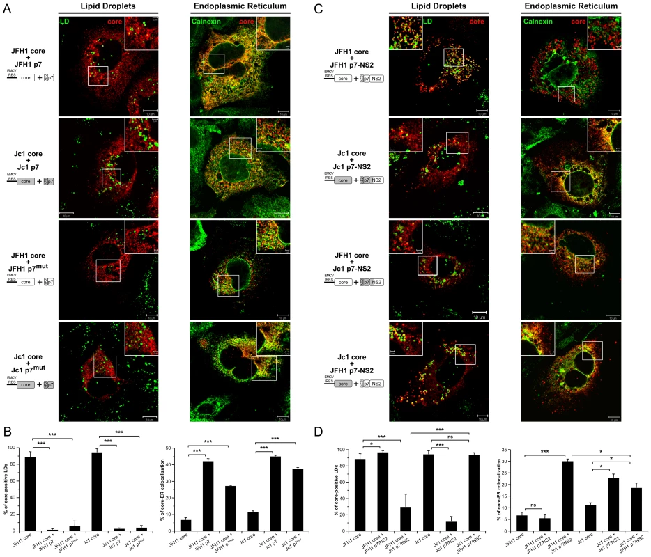 Strain-specific influence of p7 and NS2 on the intracellular localization of core.