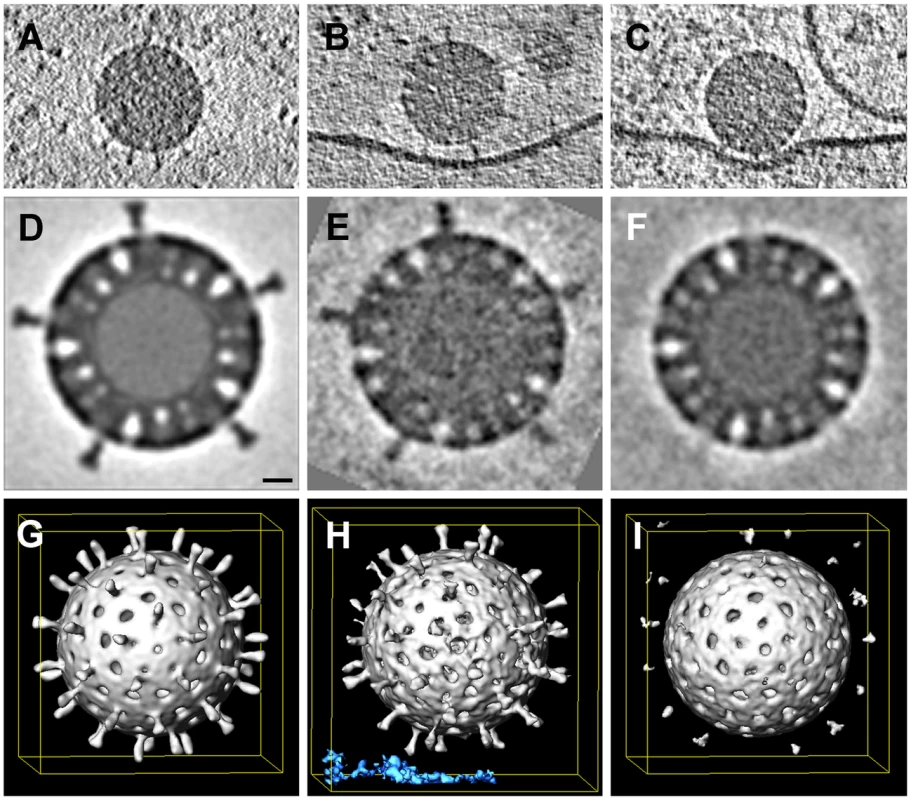 Whole-cell cryo-tomography of surface-bound rotavirus particles.