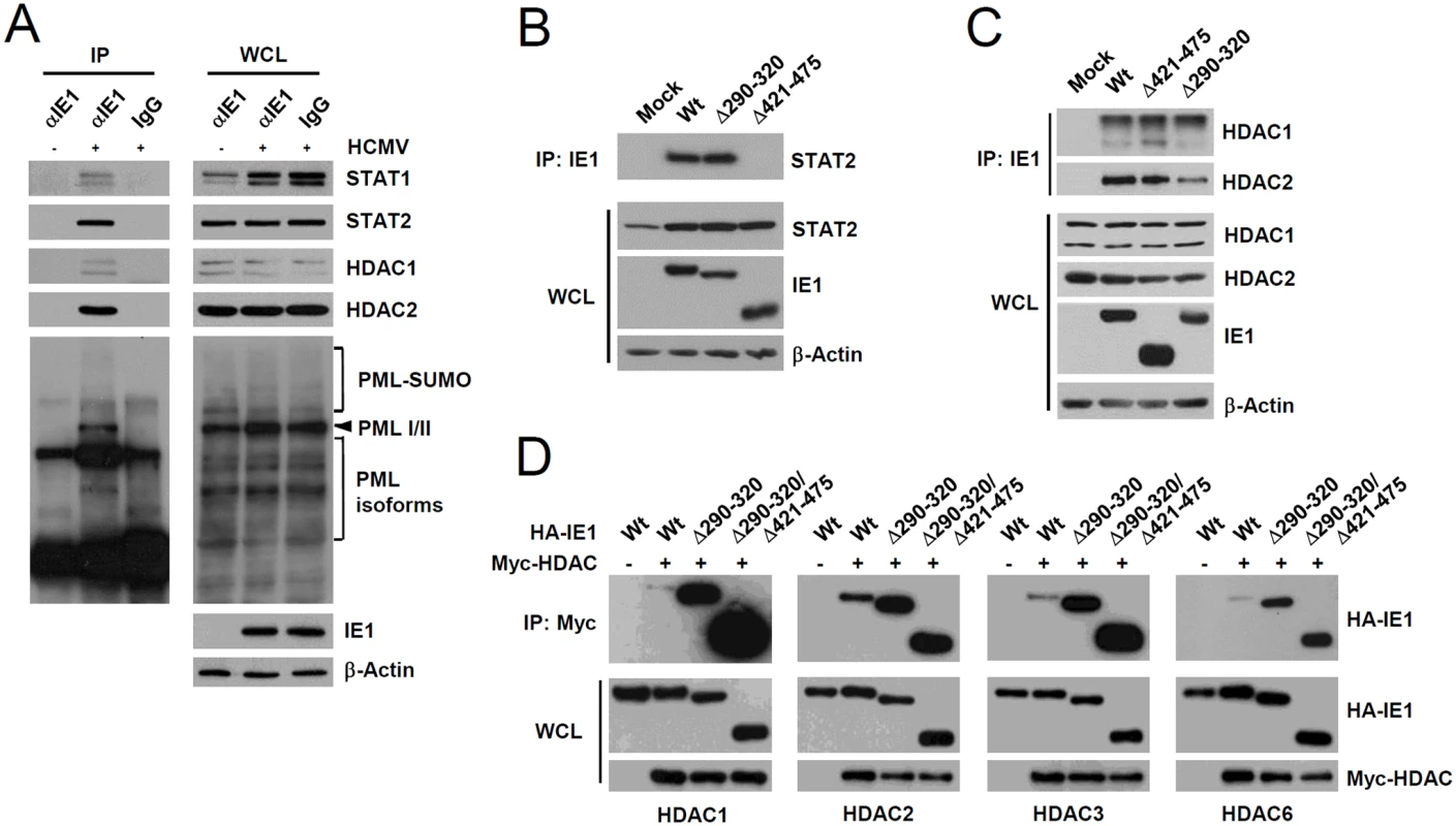 Association of IE1 with STAT1, STAT2, HDAC1, HDAC2, and PML during infection and the binding of IE1(Δ290–320) with STAT2 and HDACs.
