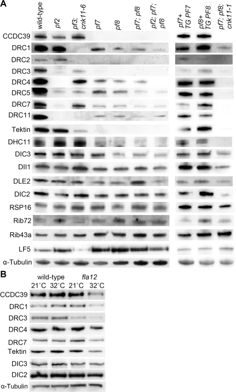 Reduced or absent N-DRC and other axonemal proteins are not restored in <i>pf7</i>; <i>pf8</i> suppressors.