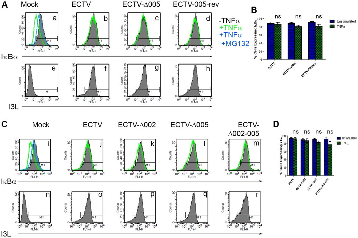 ECTV-Δ005, ECTV-Δ002 and ECTV-Δ002-005 inhibit TNFα induced IκBα degradation.