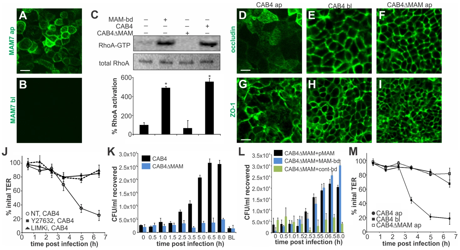 MAM adhesion is necessary and sufficient to disrupt epithelial barrier function and promote bacterial transmigration.