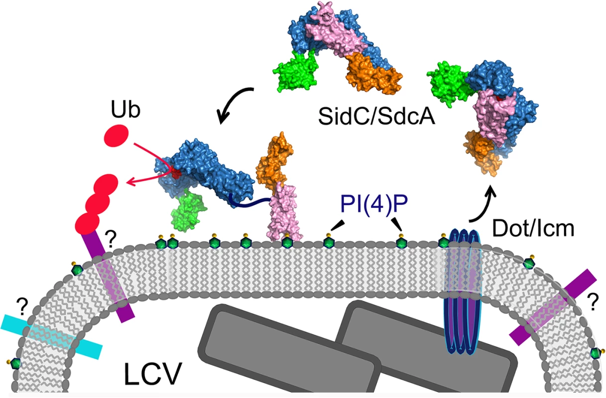 A schematic model of SidC functions at the LCV surface.