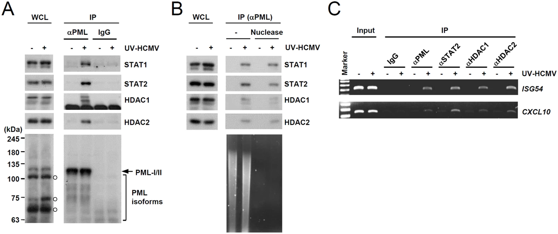 Association of PML with STAT1, STAT2, and HDAC1 on ISG54 and CXCL10 promoters after UV-HCMV infection.