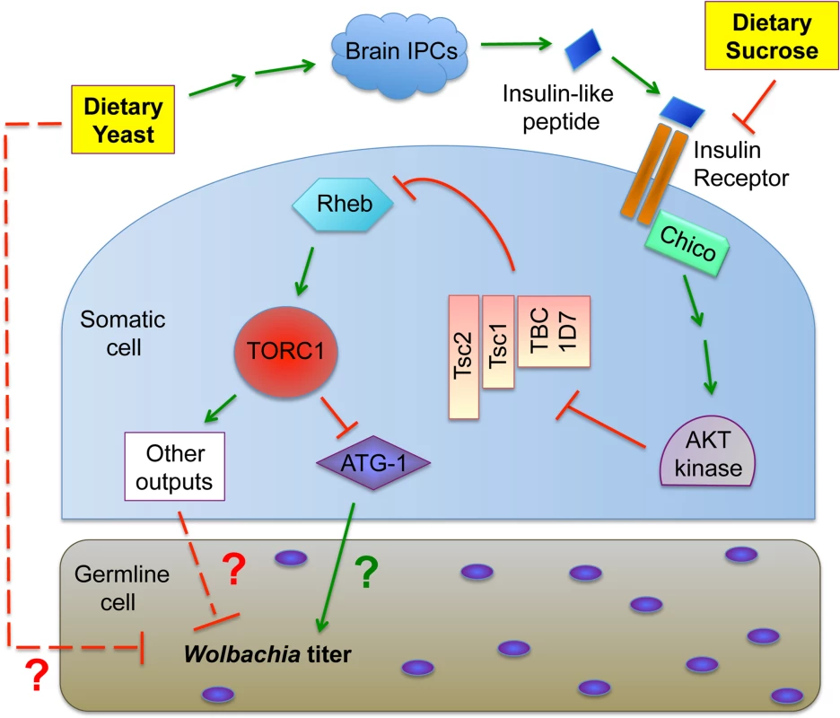 Model for the impact of host diet on germline &lt;i&gt;Wolbachia&lt;/i&gt; titer.